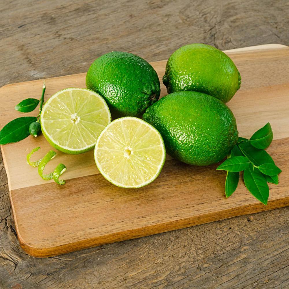 Gurney's 4 in. Pot Dwarf Key Lime Tree Live Tropical Plant White Flowers Mature to Green Fruit (1-Pack) 77301