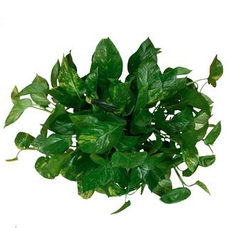 Costa Farms 10 in. Pothos Plant in Hanging Basket L-EPI-G-HGP-01