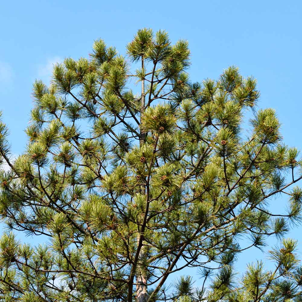 Austrian Pine Tree