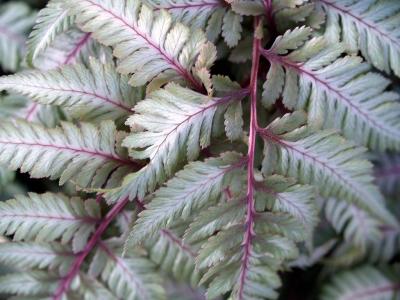 Classy Groundcovers - Japanese Painted Fern Japanese Red Fern， Red Painted Fern {25 Pots - 3 1/2 inch Square}