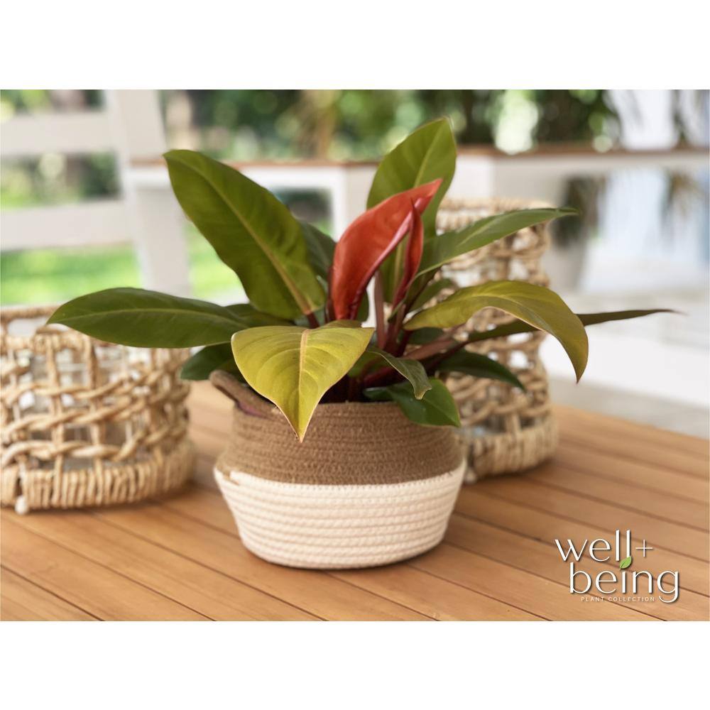 NATURE'S?WAY FARMS philodendron Prince Of Org Live Outdoor Plant in 2 Gal Growers Pot Avg Shipping Height 2 ft. to 3 ft. Tall 5641