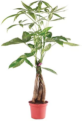 Live Money Indoor Bonsai Tree-4 Years Old 10