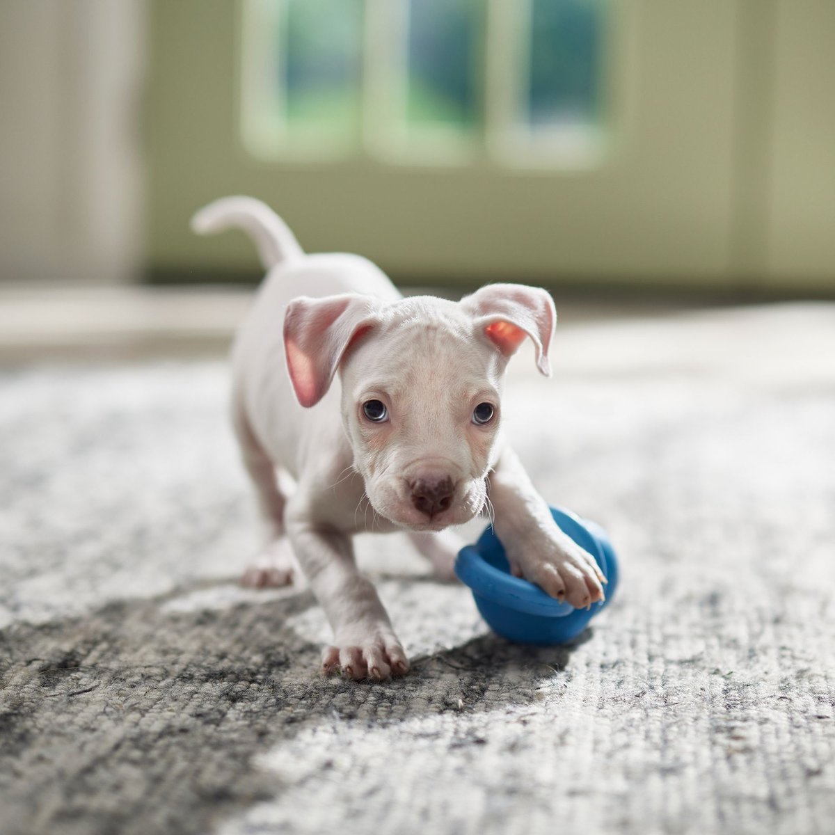 KONG Puppy Binkie