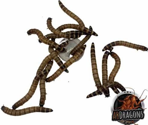 ABDragons Dubia Medium Roach Hornworm and Superworm Live Feeder Combo Reptile Food