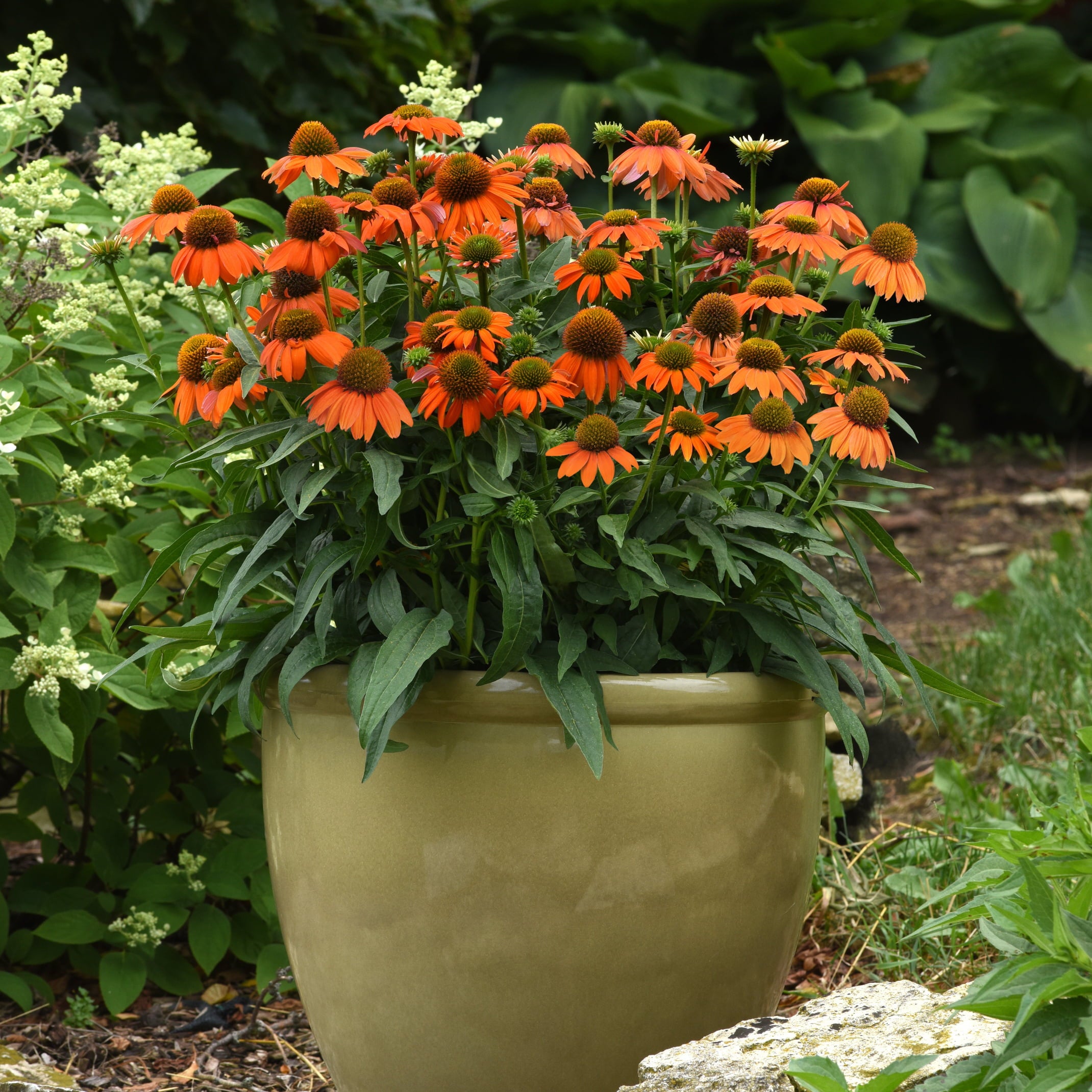 3.25 In. Echinacea Artisan™ coneflowers soft orange plant - 3 Piece