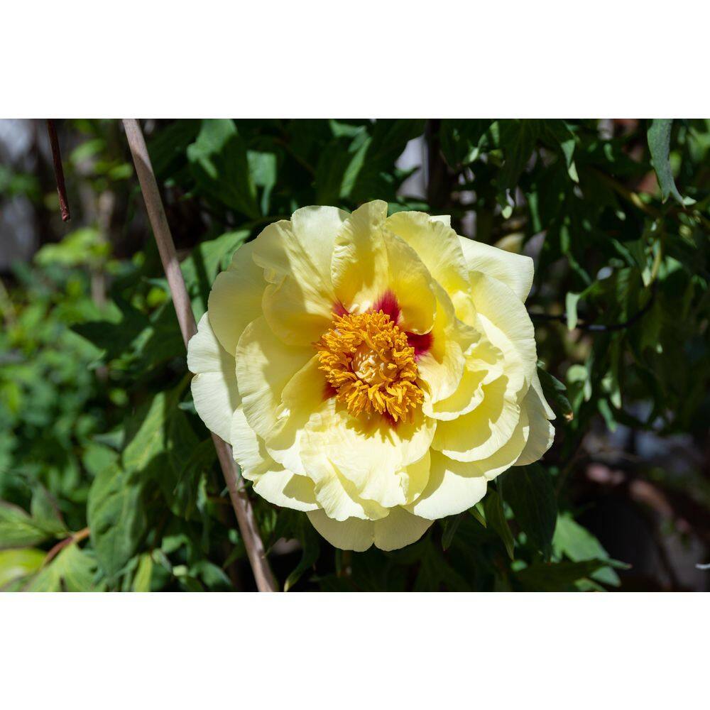 BELL NURSERY 3 Gal. Bartzella Peony (Paeonia Itoh) Live Shrub with Bright Yellow-Deep Red Double Blooms PEONY3BAR1PK