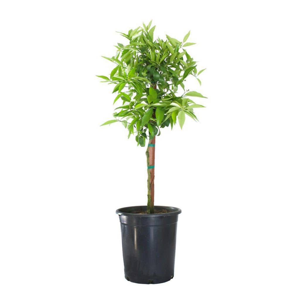 Alder  Oak 3 Gal. Mandarin Clementine Evergreen Semi Dwarf Tree CLMB03