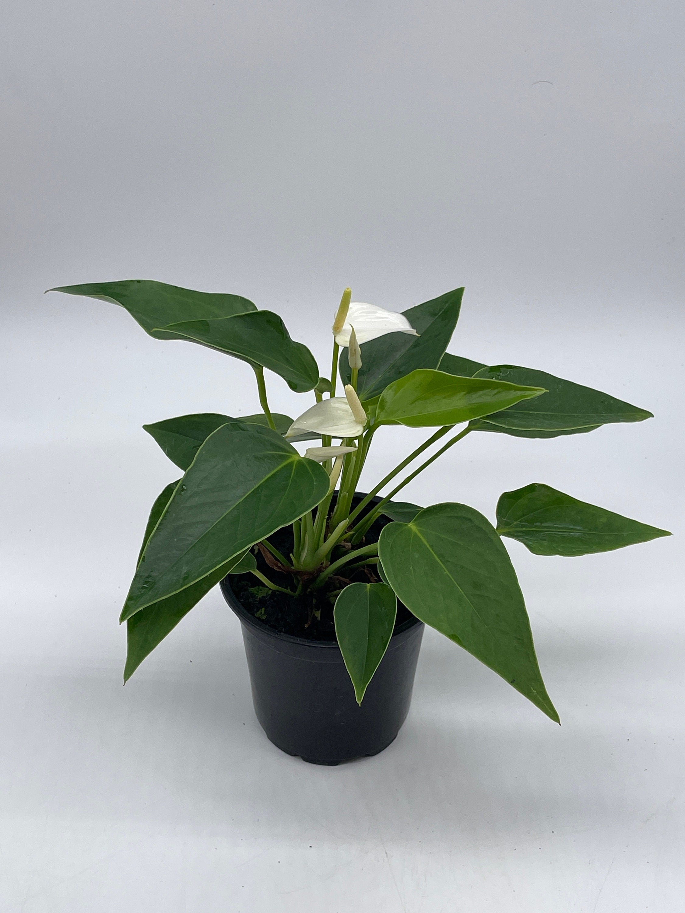 Anthurium White， Very Rare Limited Live plant with flower， in a 4 inch pot