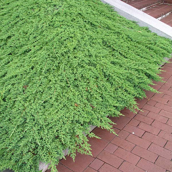 Green Mound Juniper