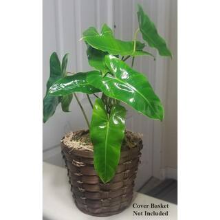 EverGrace 6 in. Philodendron Burle Marx Plant in Grower Pot (2-Pack) 2PKBrlMrx