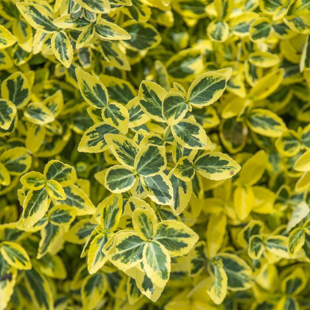 Spring Hill Nurseries 2.50 Qt. Pot Emerald and Gold Euonymus Live Broadleaf Evergreen Groundcover Shrub (1-Pack) 88700
