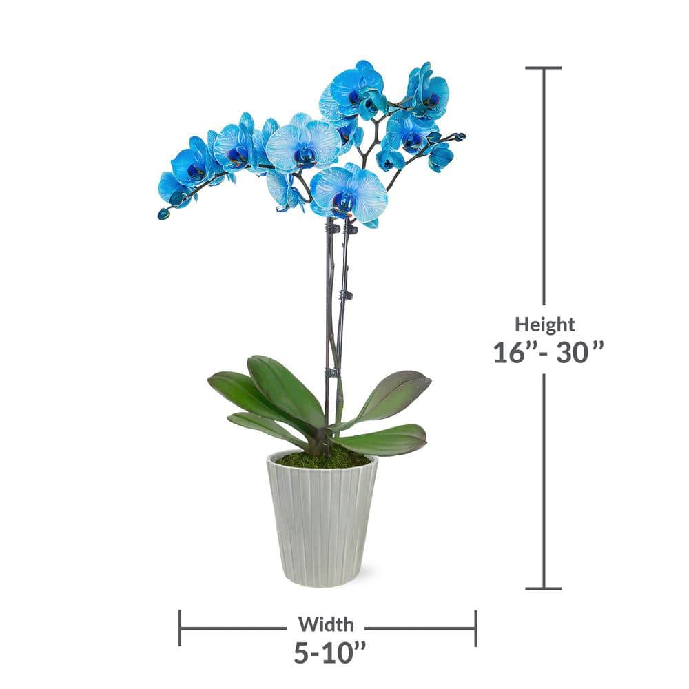 Just Add Ice Premium Orchid (Phalaenopsis) Watercolor Blue Plant in 5 in. Grey Ceramic Pottery J5016