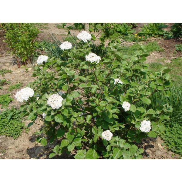 BELL NURSERY 3 Gal. Koreanspice Viburnum Flowering Live Shrub with White Flowers VIBUR3CAR1PK