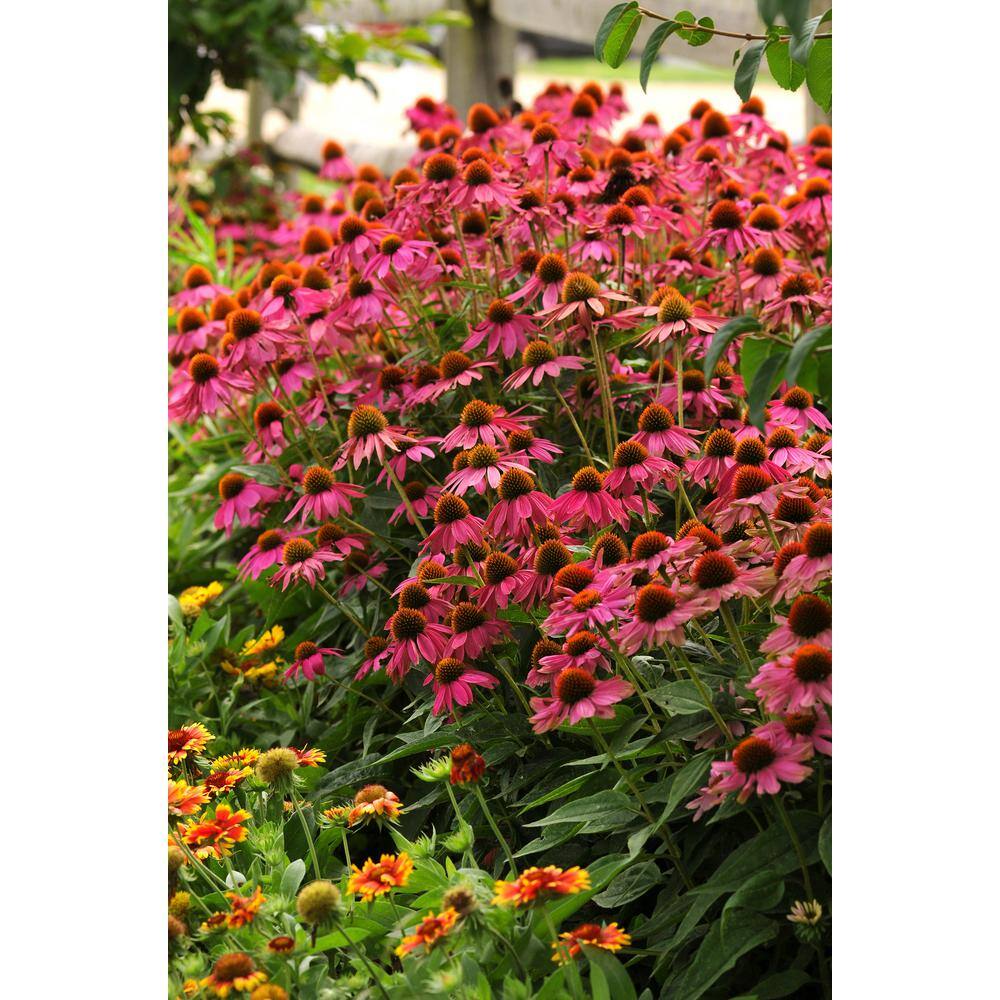 BELL NURSERY 2 Gal. Color Pot Echinacea Purple Live Perennial Plant (1-Pack) CNFLW2PUR1PK