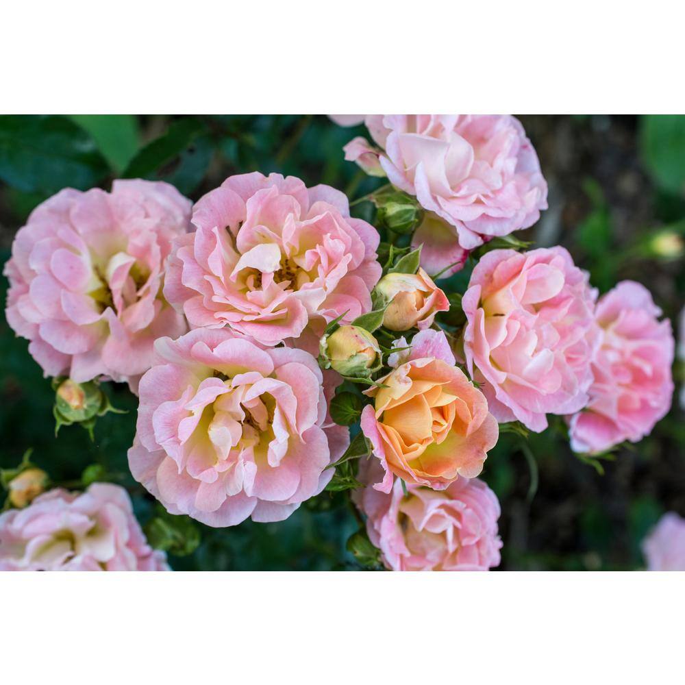 Perfect Plants 4-5 ft. Tall Tropic Snow Peach Tree Low Chill Hour White peach Variety THD00576