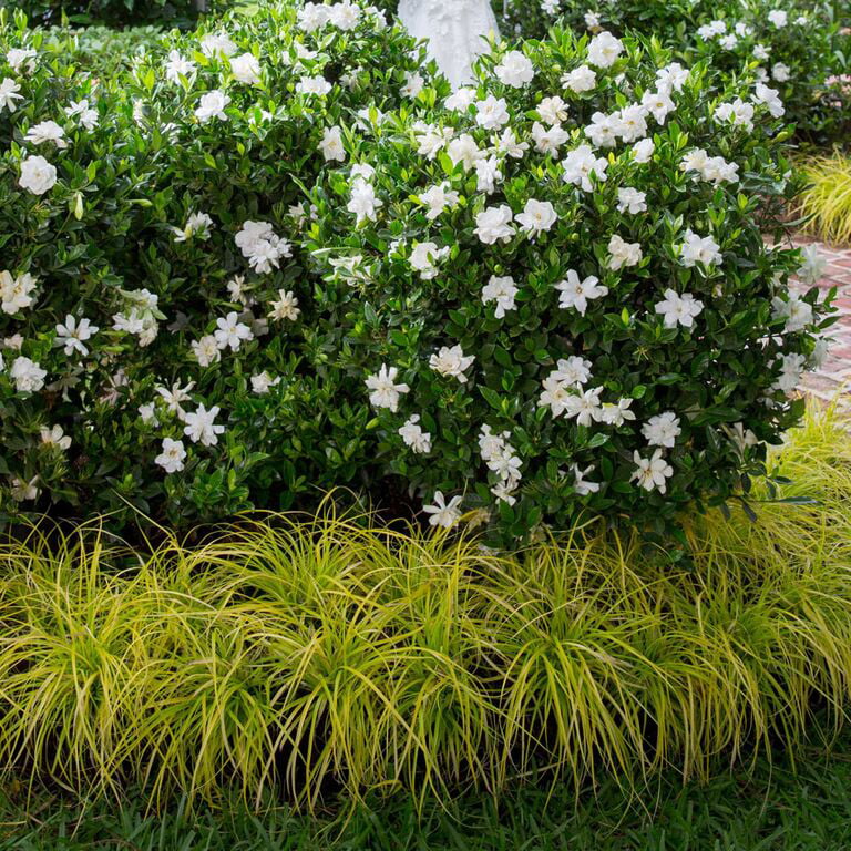 Jubilation Gardenia (2.5 Quart) Flowering Evergreen Shrub with Fragrant White Blooms - Full Sun to Part Shade Live Outdoor Plant / Bush - Southern Living Plant Collection