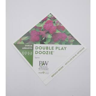 PROVEN WINNERS 2 Gal. Double Play Doozie Spirea Flowering Live Shrub with Deep Red Flowers PWSPA2DPY1PK