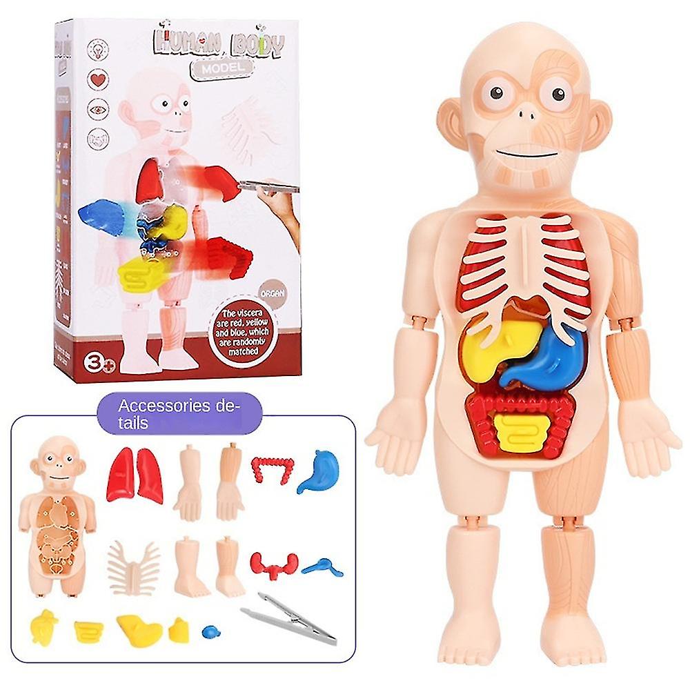 Human Body Organ Model Kids Diy Assembly Toys Scientific Enlightenment Experimental Teaching Aids Cognition Early Educational Toy Set Birthday Gift