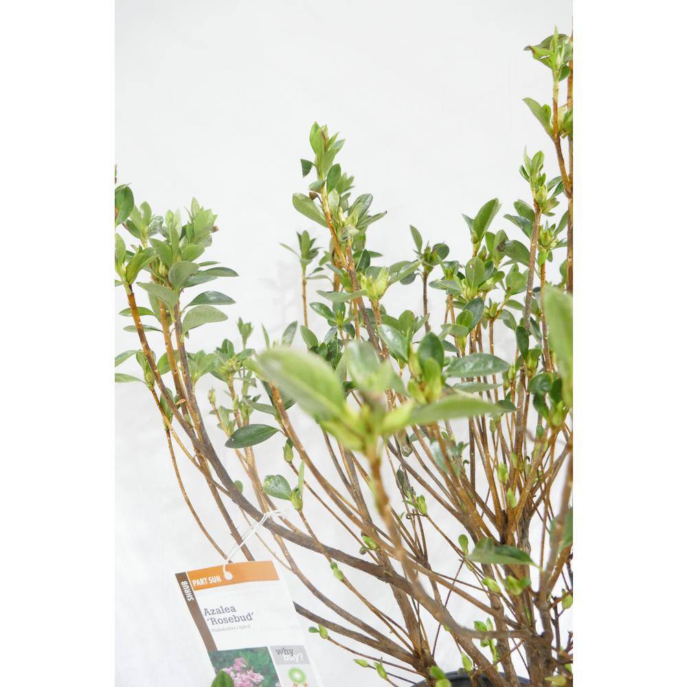 BELL NURSERY 1 Gal. RoseBud Azalea Live Flowering Evergreen Shrub Rosy Pink Double Flowers AZLEA1RBD1PK