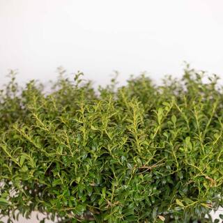 FLOWERWOOD 2.5 Qt. Soft Touch Holly(Ilex) Live Evergreen Shrub Finely Textured Green Foliage 3118Q