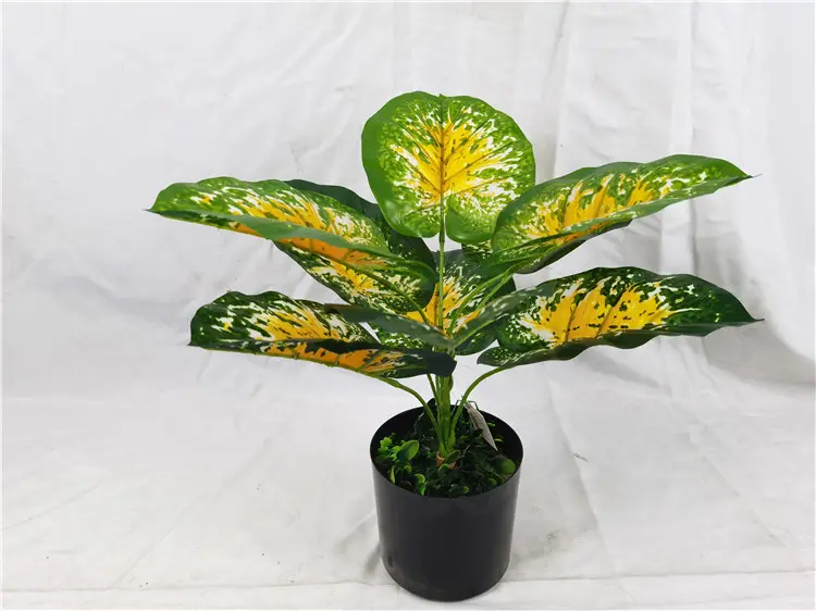 YD8735 1 Heavy shade tolerant colorful leaf natural foliage plants elephant ear caladium bicolor artificial bonsai