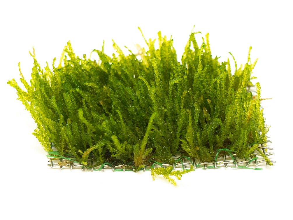 Flame Moss (Taxiphyllum 'Flame') Live Aquarium Plants BUY2 GET1 FREE