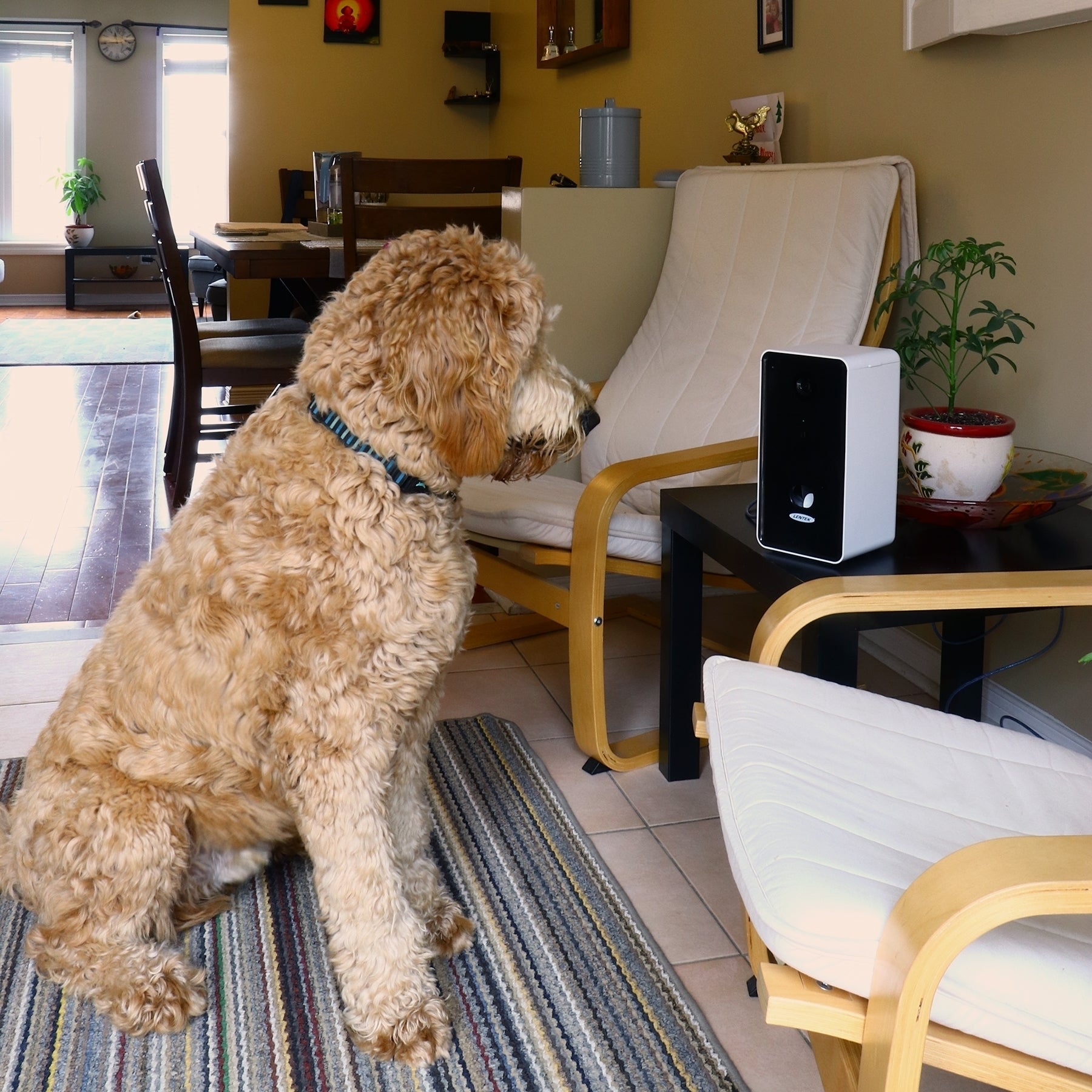 Lentek Smartphone-Controlled Pet Treat Dispenser with Camera and Two-Way Communication， WiFi-Enabled Programmable Treat Dispenser， 10 oz. Capacity， for Cats， Dogs， Rabbits， and more