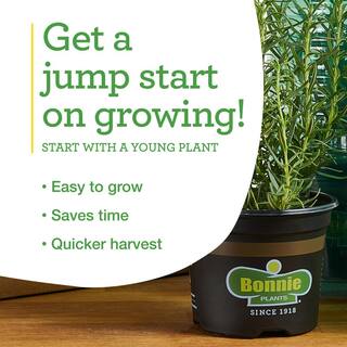 Bonnie Plants 19 oz. Cilantro Herb Plant (2-Pack) 202005
