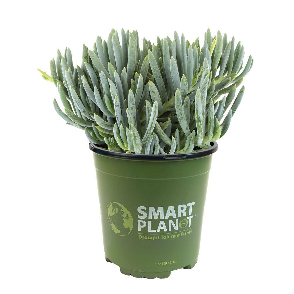 SMART PLANET 1 Gal. Senecio Mandraliscae Blue Chalk Sticks in Grow Pot Single 0880119