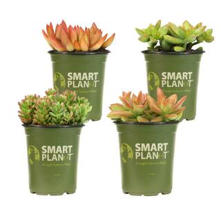 SMART PLANET 1 qt. Sedum Assorted Succulents (4-Pack) 0872639