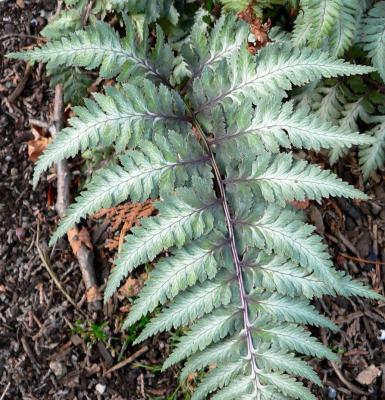 Classy Groundcovers - A collection of ferns that go well together: 25 Athyrium niponicum 'Pictum' + 25 Osmunda cinnamomea