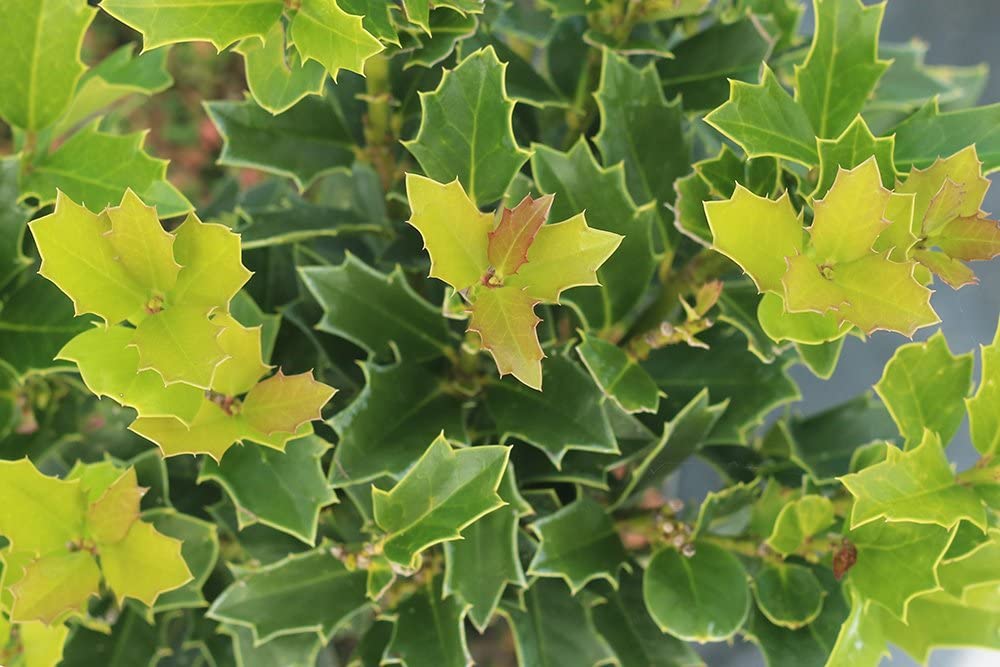 1 Gal. Oak Leaf Holly - Fast Growing Privacy Hedge