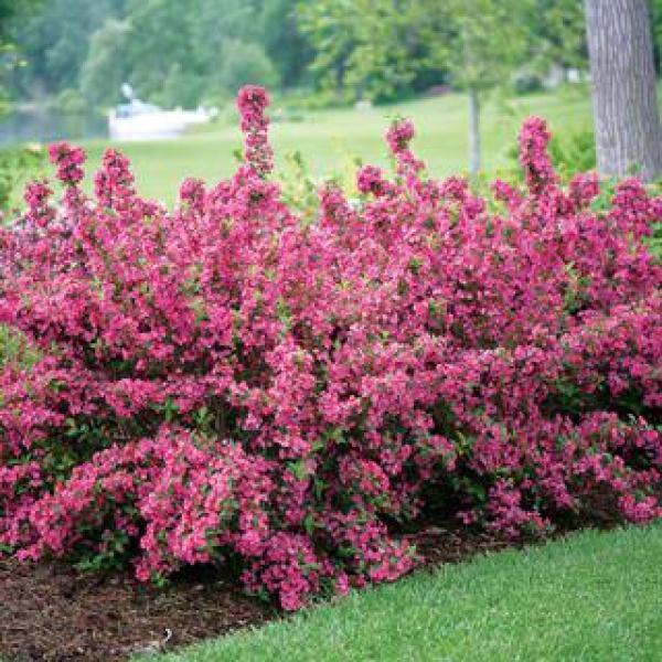 Online Orchards 1 Gal. Minuet Weigela Shrub Innumerable Fragrant Fuchsiacolored Blossoms SBWG001