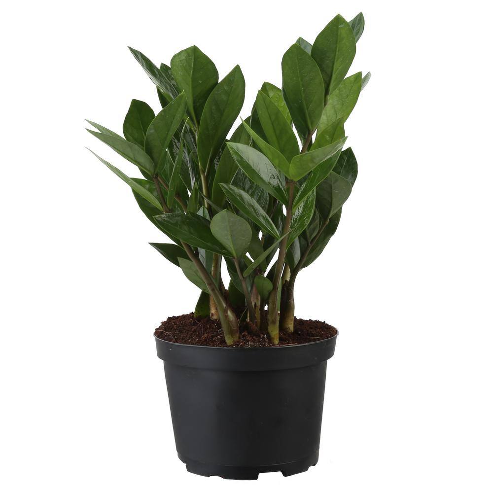 Costa Farms Zamioculas Zamiifolia Indoor ZZ Plant in 6 in. Grower Pot Avg. Shipping Height 10 in. Tall 6ZZ