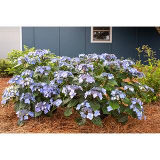 Endless Summer 3 Gal. Pop Star Reblooming Hydrangea Flowering Shrub with Electric Blue or Pink Lacecap Flowers HYDGA3MPS1PK