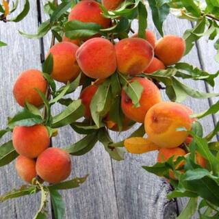 Southern Living 5 Gal. July Prince Peach Tree PCHJLP05GSL