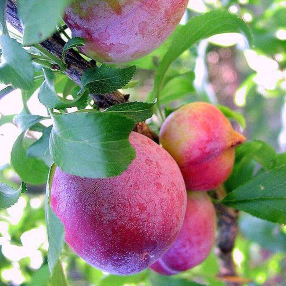 7 Gal. Santa Rosa Plum Tree PLUSAN07G