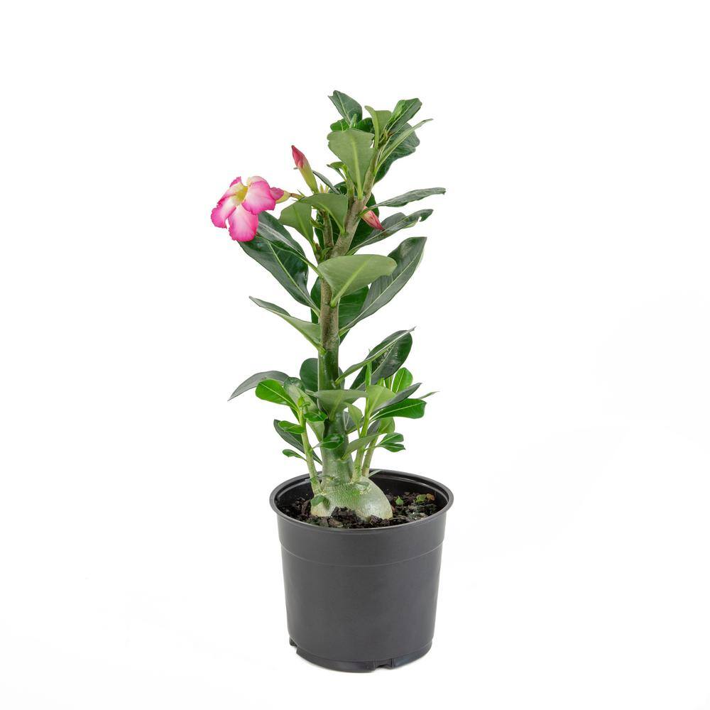 national PLANT NETWORK 2.5 qt. Cottage Hill Pink Blooming Desert Rose Plant HD1011