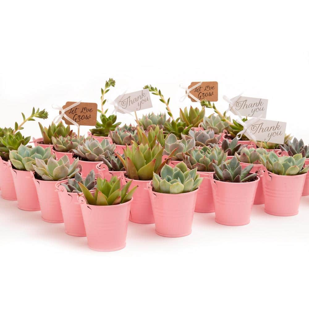 The Succulent Source 2 in. Wedding Event Rosette Succulents Plant with Pink Metal Pails and Thank You Tags (60-Pack) 2-R-P-TY-60