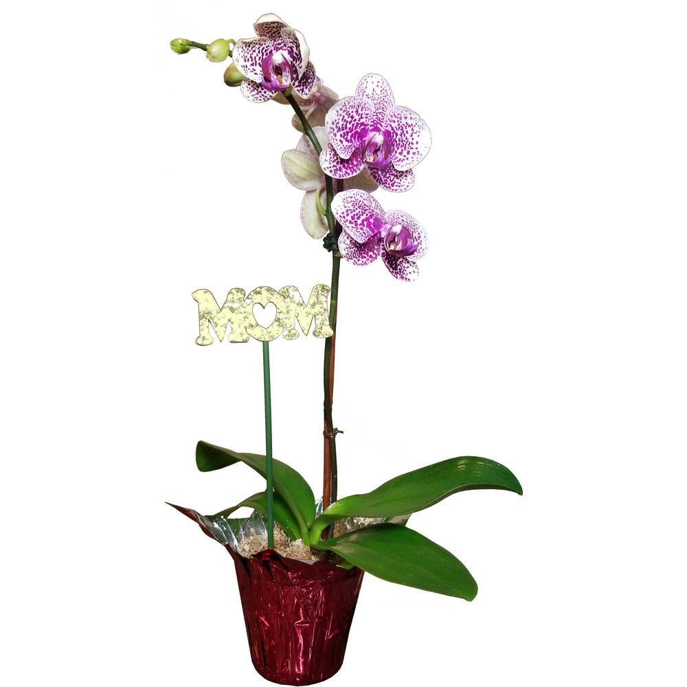 Mothers Day Orchid Plant in 4 in. Grower Pot with Red Wrap MomOrcR04