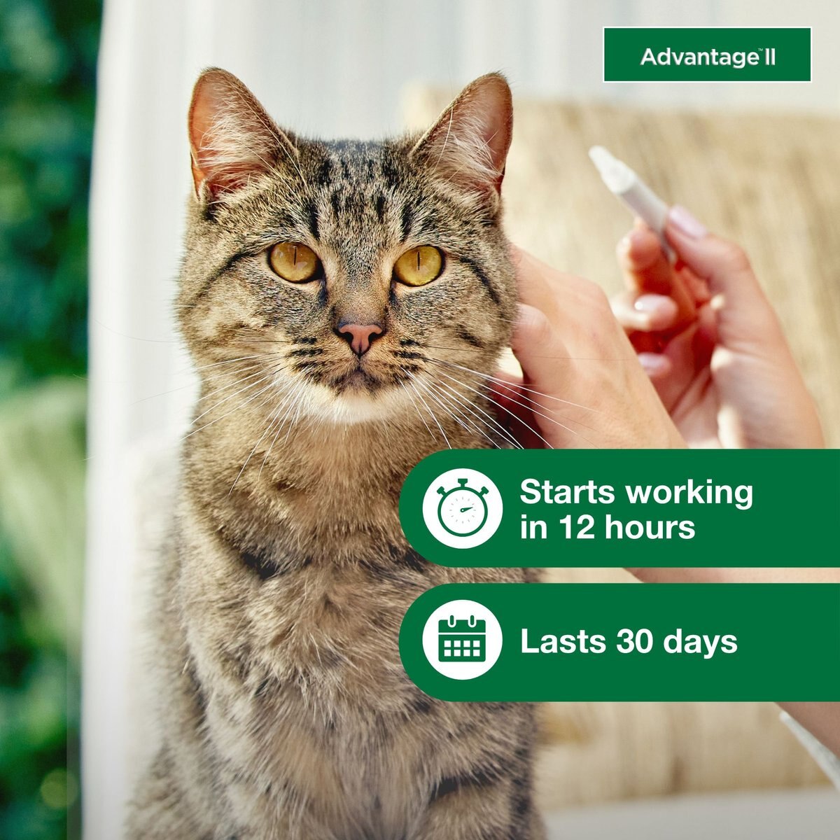 Advantage II Flea Spot Treatment for Cats， over 9 lbs