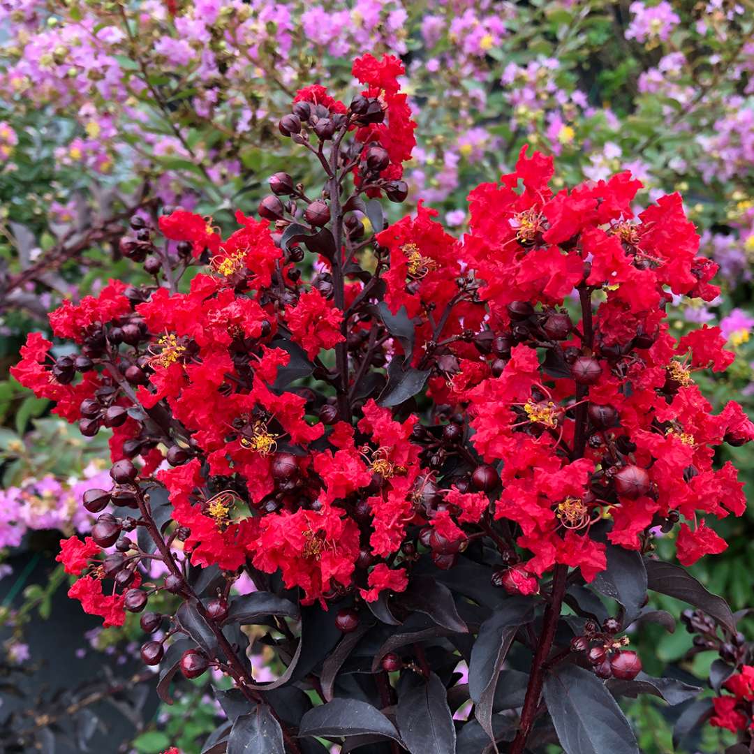 Center Stage Red Crape Myrtle Tree