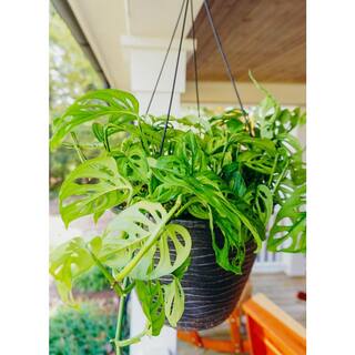 Vigoro 12 in. Tropical Foliage Swiss Cheese Monstera Adansonii Plant in Hanging Basket 88444