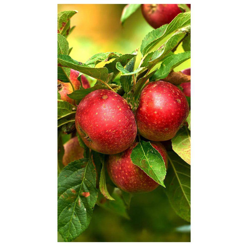 7 Gal. Liberty Apple Tree APPLIB07G