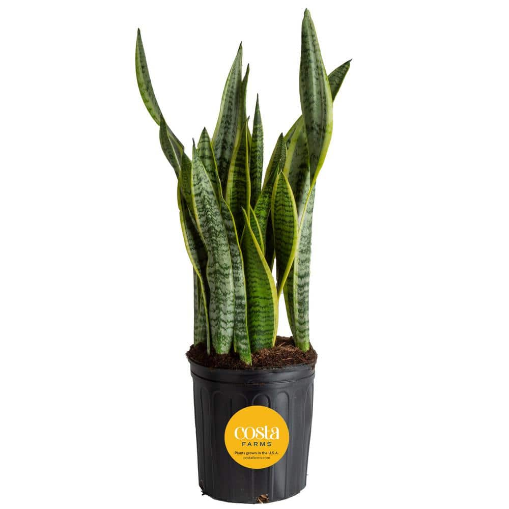 Costa Farms Sansevieria Laurentii Indoor Snake Plant in 8.75 in. Grower Pot Avg. Shipping Height 1-2 ft. Tall 10SANSL