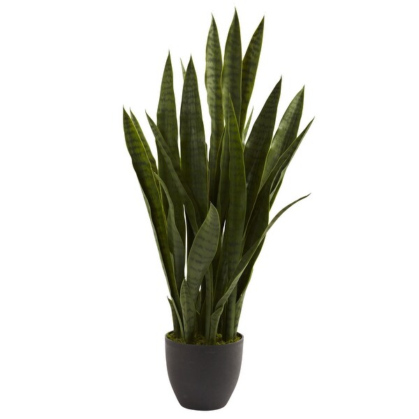 Sansevieria with Black Planter