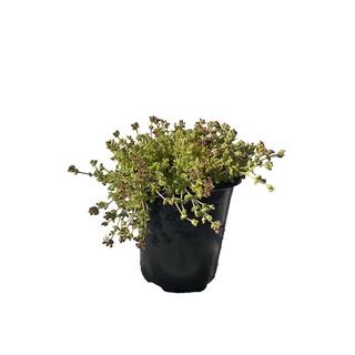 Zeus  Ruta Live Sedum Little Missy in Separate in Pots Pet-Safe (1-Pack) BG-27