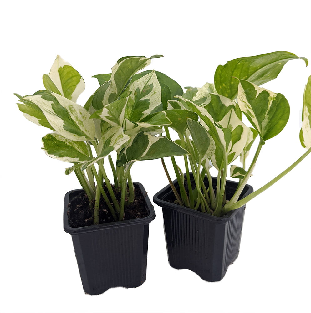 N Joy Pothos - Epipremnum aureum - 2 Plants 3