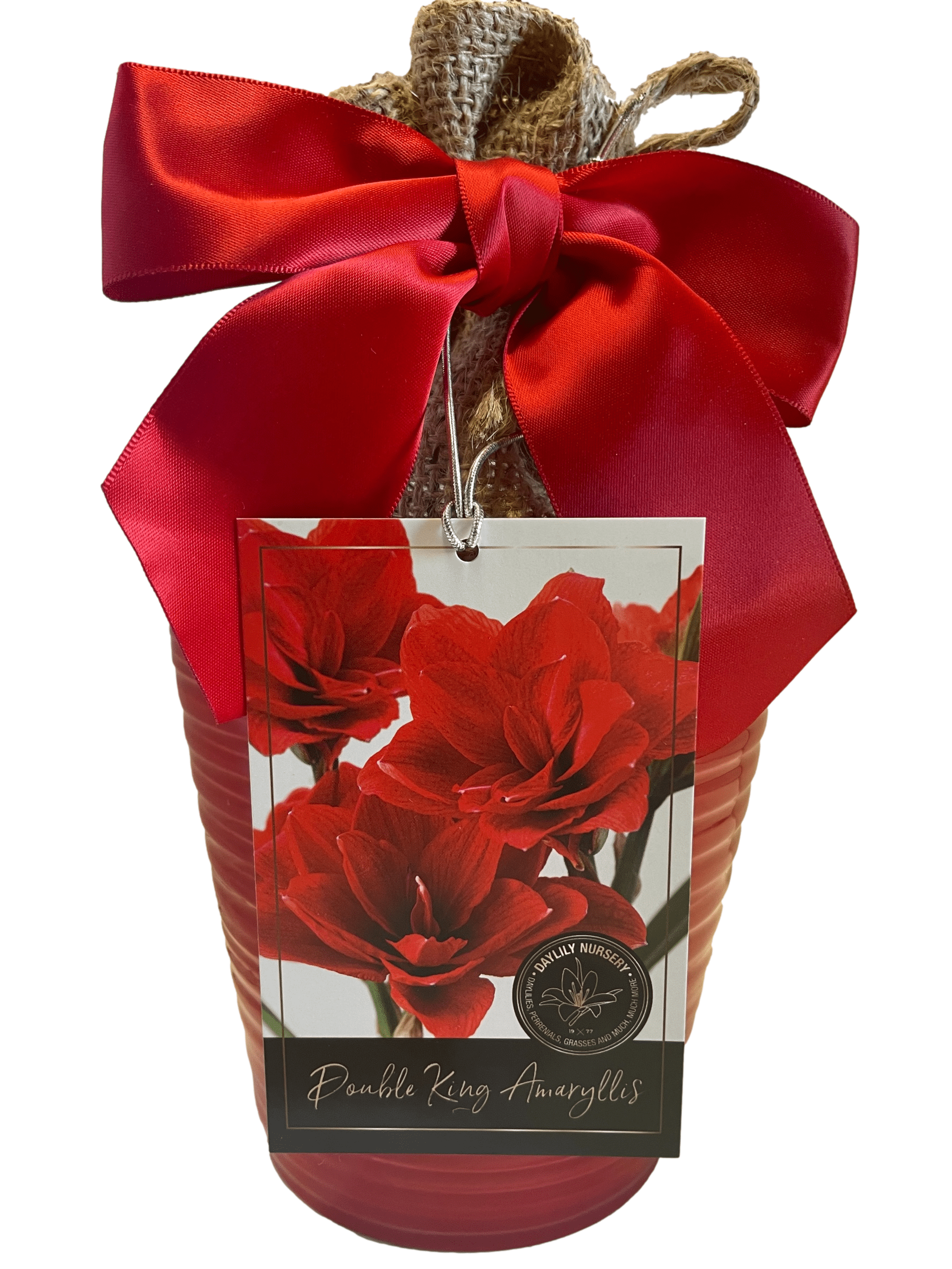 Elegant Double King Amaryllis Gift Growing Kit. Beautiful Ceramic Pot， Big Double King Bulb， a Burlap Bag and Growing Medium!!