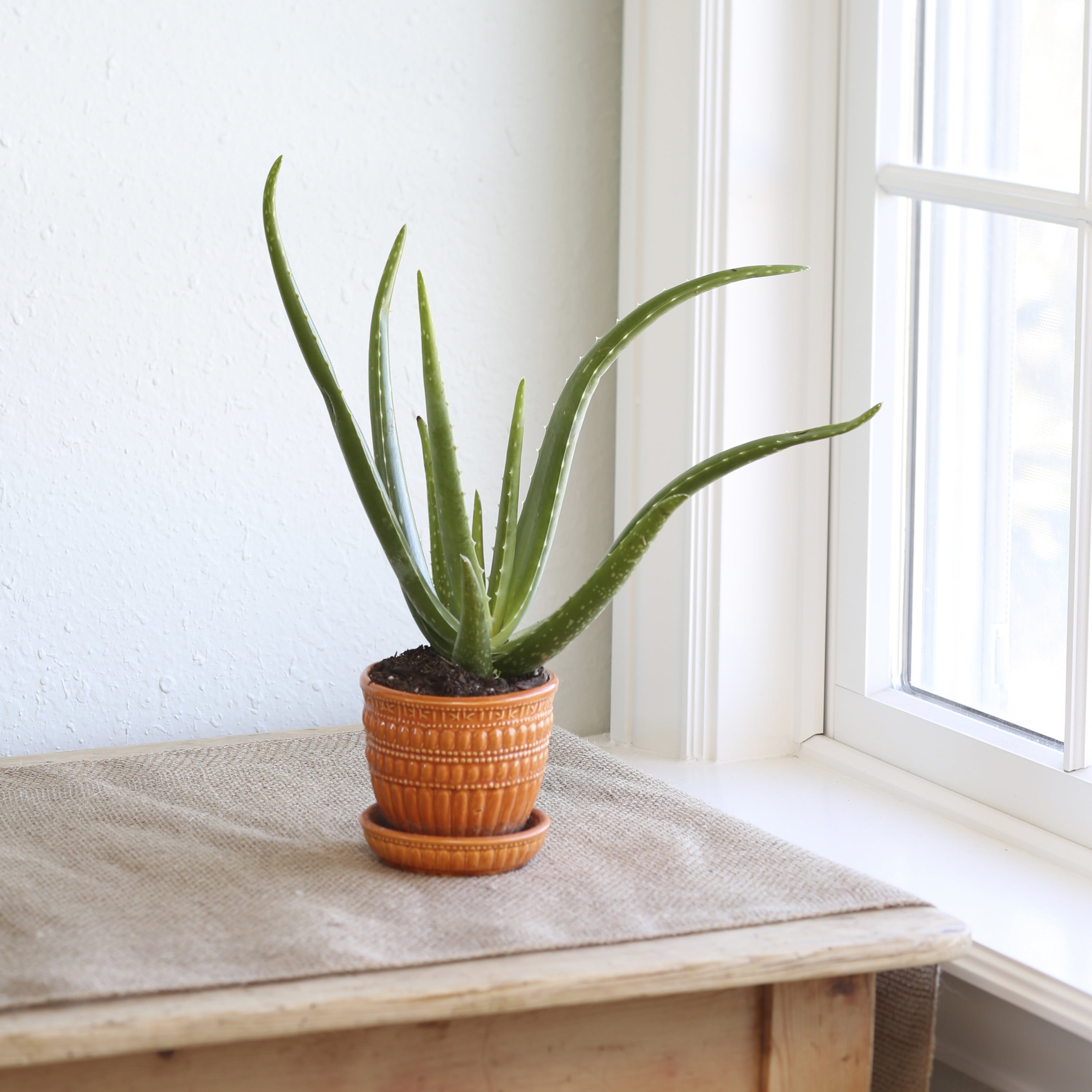 Costa Farms Desert Escape Live Indoor 7in. Tall Green Aloe Vera; Bright， Direct Sunlight Plant in 4in. Grower Pot